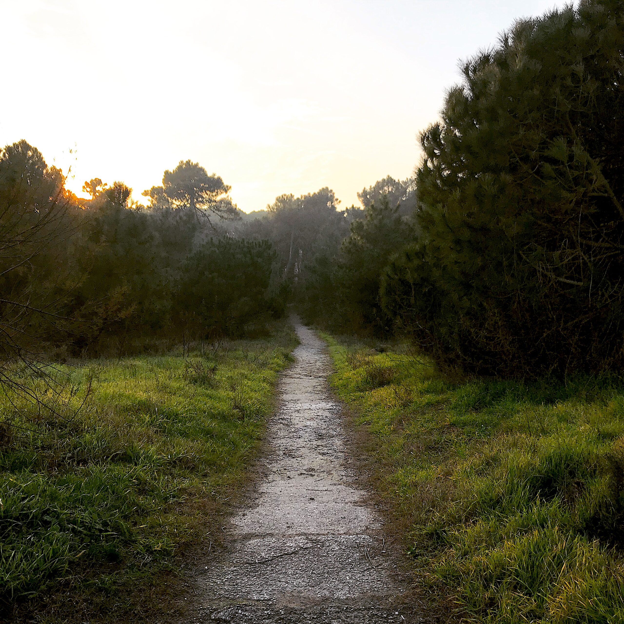 Sentiero nella radura fra i pini al tramonto